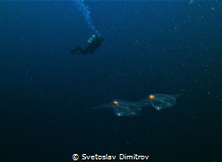 Early morning dive. Two small creatures appeared on fron ... by Svetoslav Dimitrov 